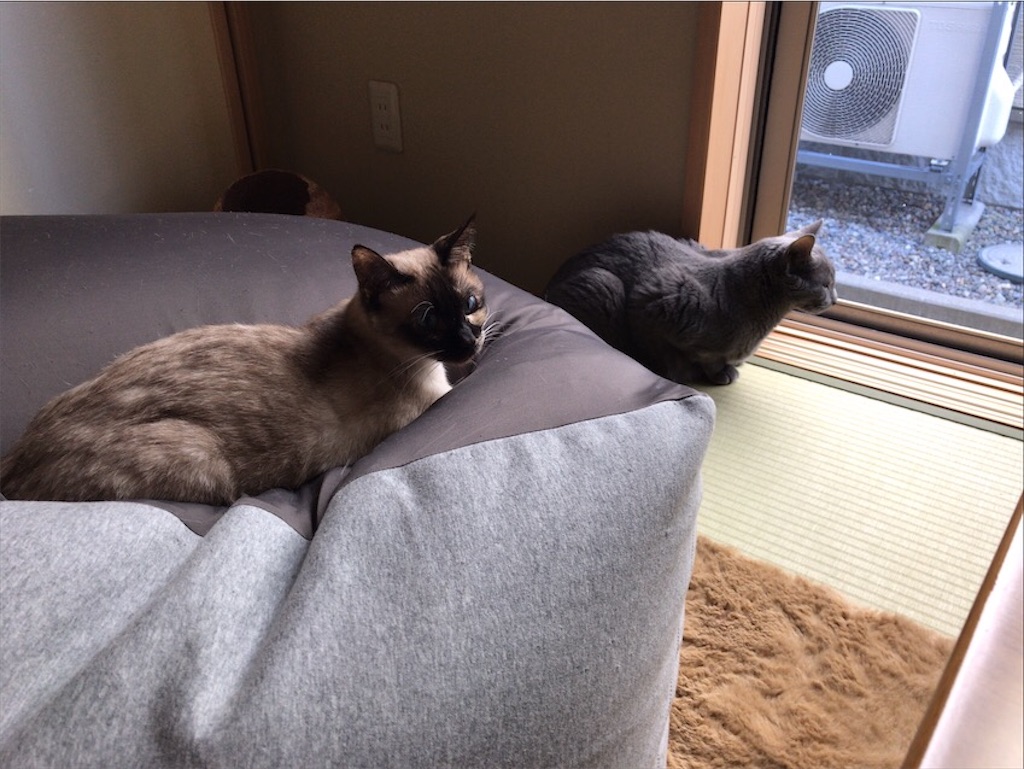 f:id:aporon2:20200619221849j:image