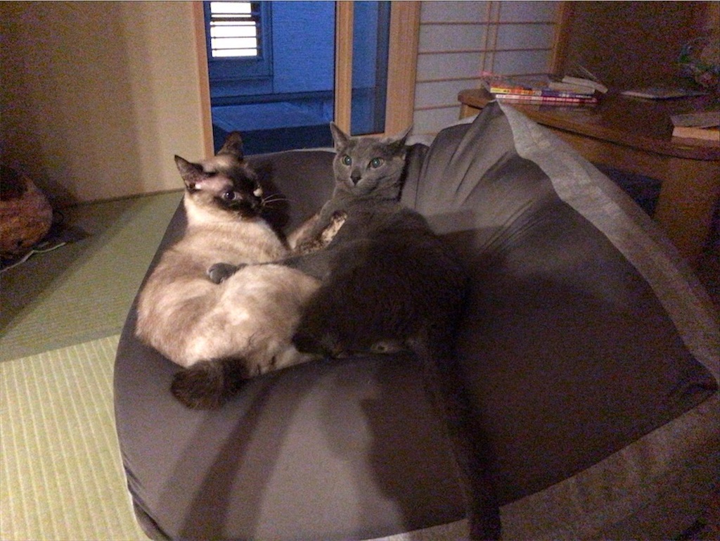 f:id:aporon2:20200619221859j:image