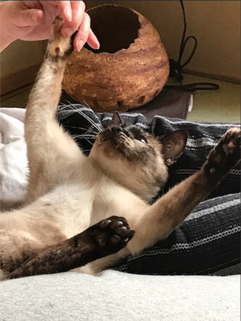 f:id:aporon2:20200706125550j:image