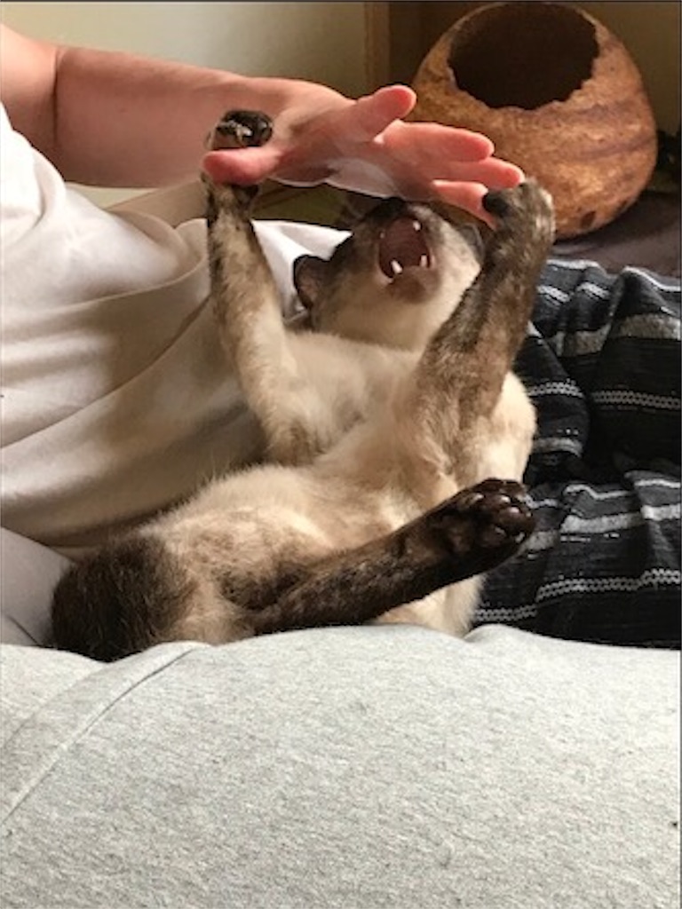 f:id:aporon2:20200706125553j:image