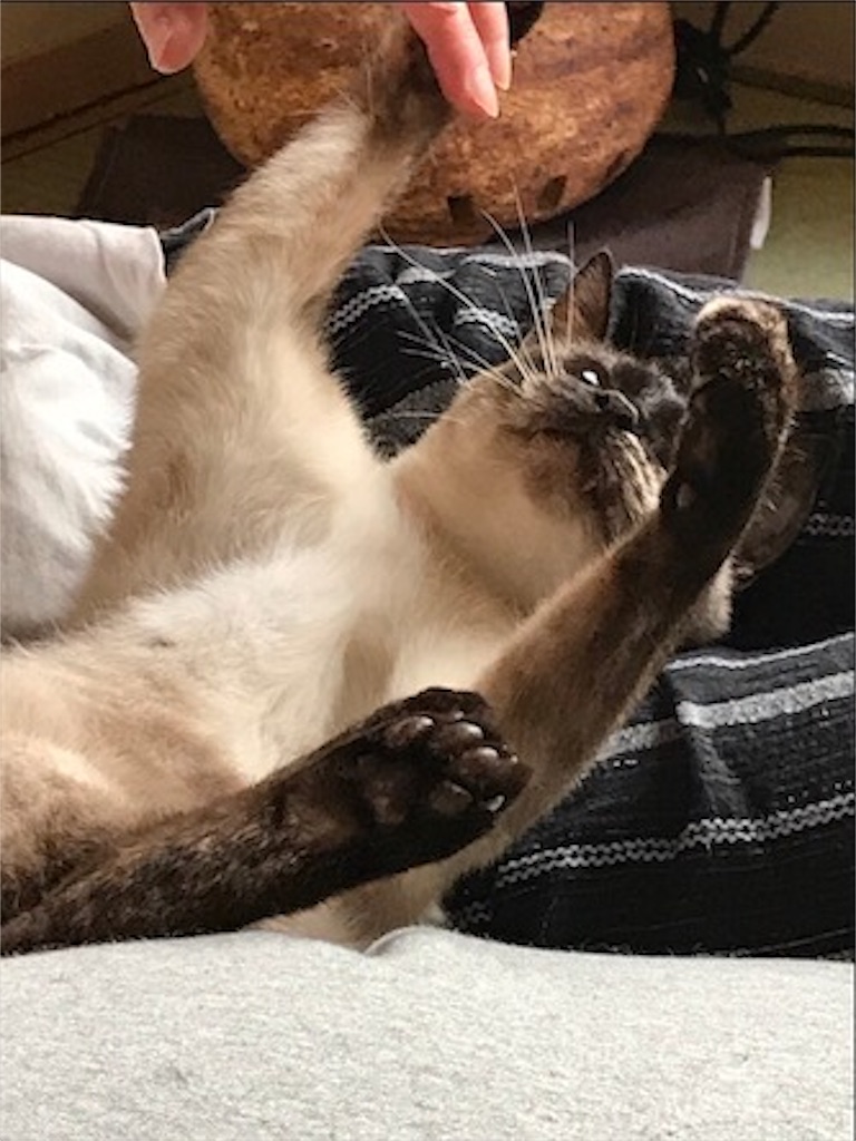 f:id:aporon2:20200706125557j:image