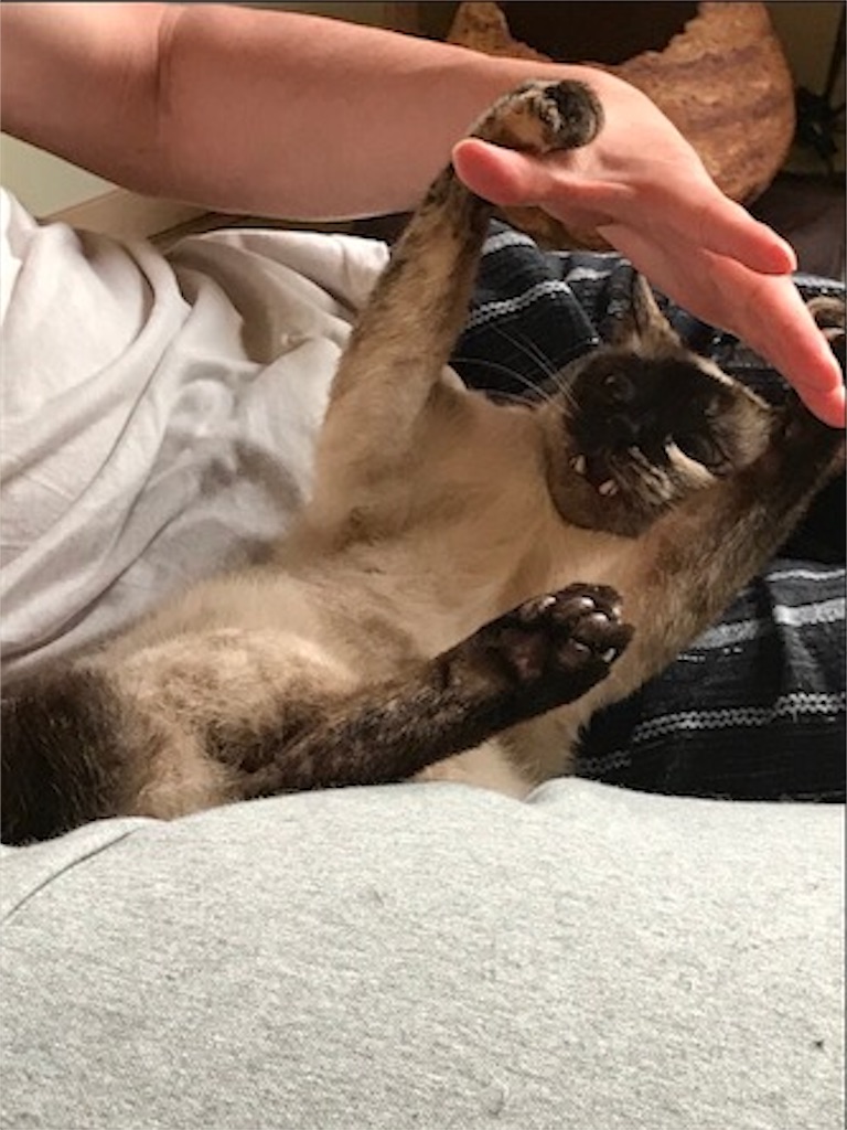 f:id:aporon2:20200706125601j:image