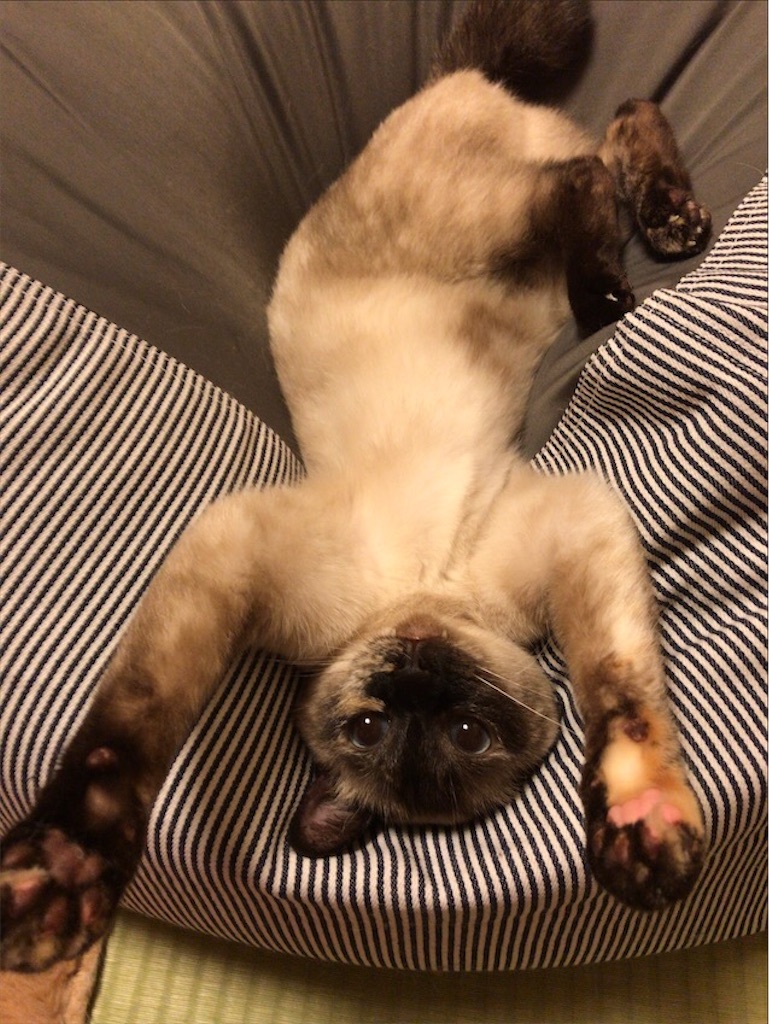 f:id:aporon2:20200713130951j:image