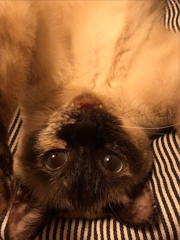 f:id:aporon2:20200713130955j:image