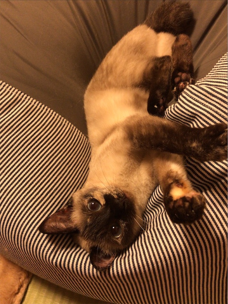 f:id:aporon2:20200713130958j:image