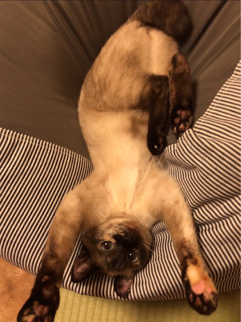 f:id:aporon2:20200731211746j:image