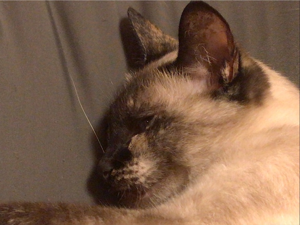 f:id:aporon2:20200731211754j:image