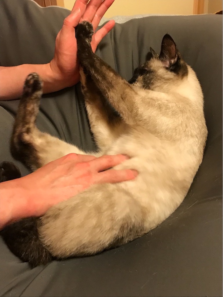 f:id:aporon2:20200731211759j:image