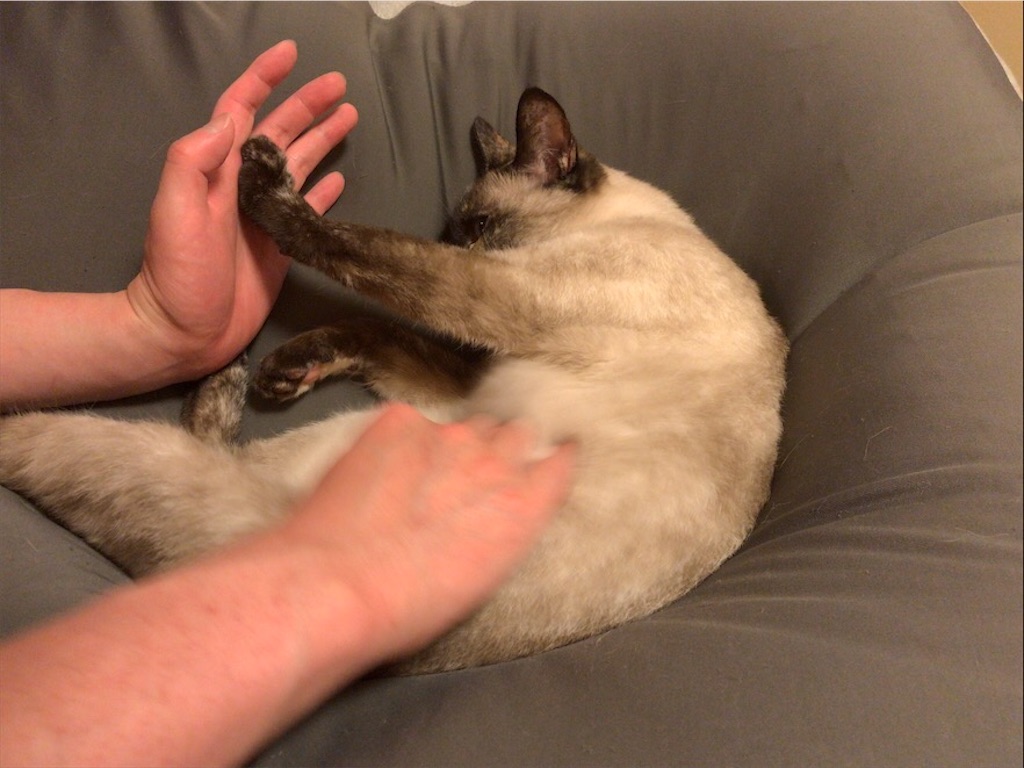 f:id:aporon2:20200731211802j:image