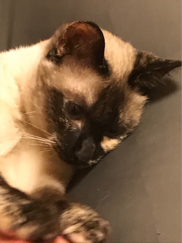 f:id:aporon2:20200731211805j:image