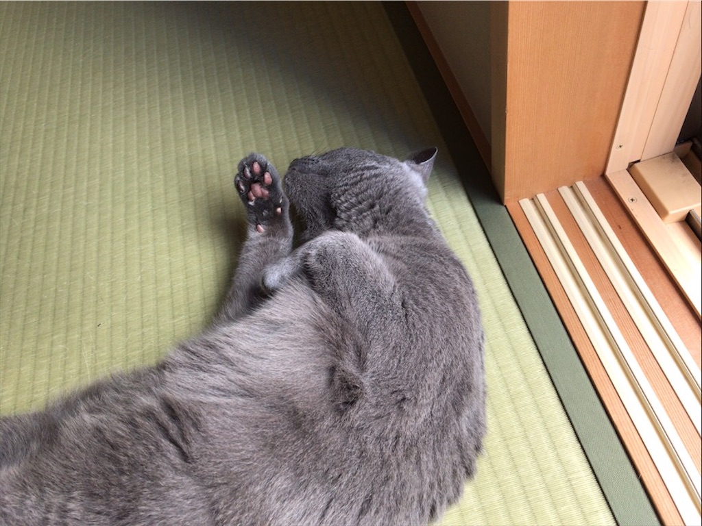 f:id:aporon2:20200815181706j:image f:id:aporon2:20200815181706j:image