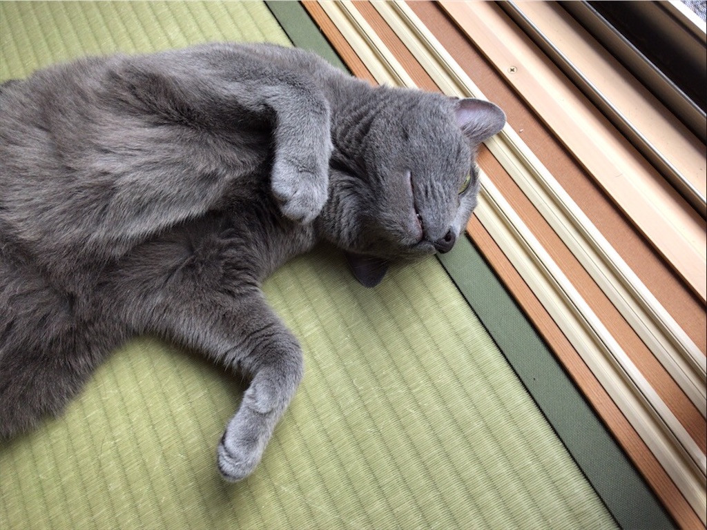 f:id:aporon2:20200815181712j:image f:id:aporon2:20200815181712j:image