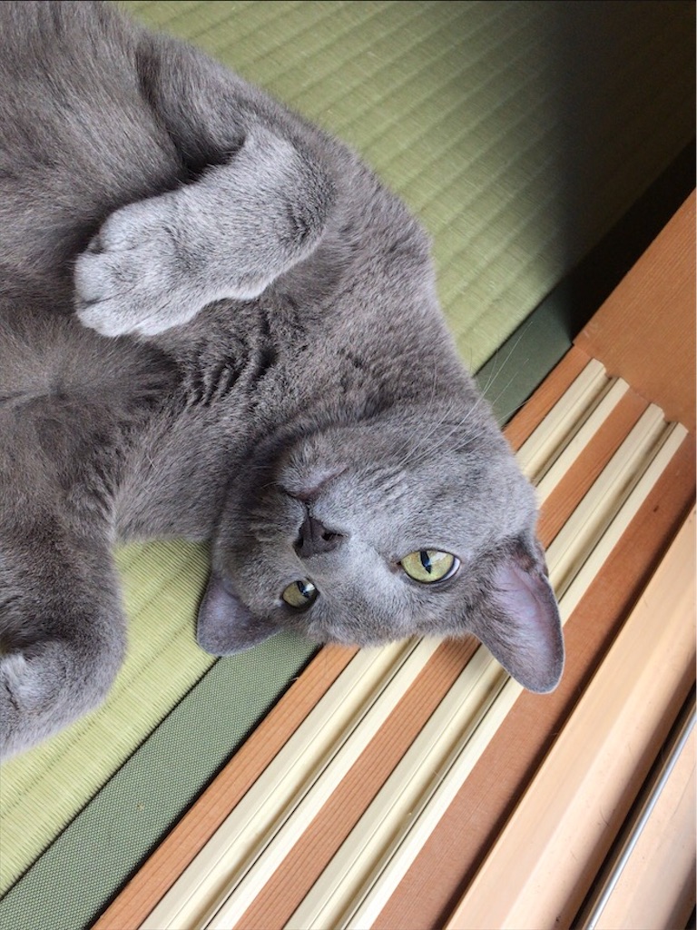 f:id:aporon2:20200815181715j:image f:id:aporon2:20200815181715j:image