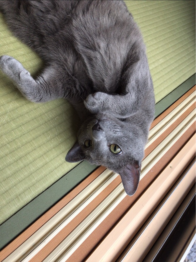 f:id:aporon2:20200815181719j:image f:id:aporon2:20200815181719j:image