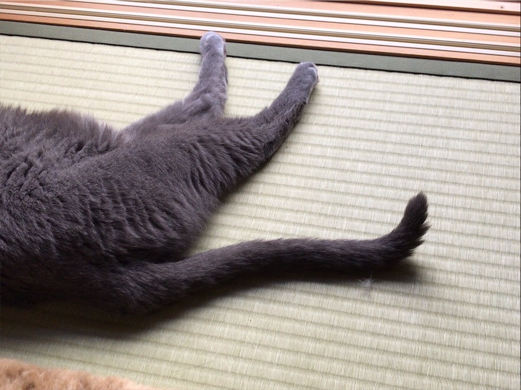 f:id:aporon2:20200815181723j:image f:id:aporon2:20200815181723j:image