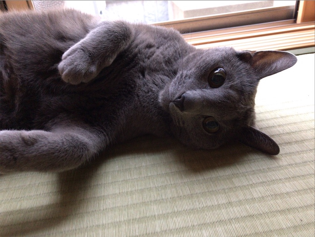 f:id:aporon2:20201003154818j:image