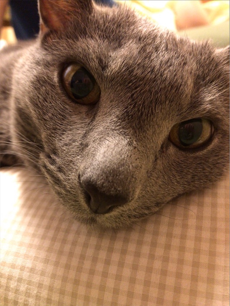 f:id:aporon2:20201003211237j:image