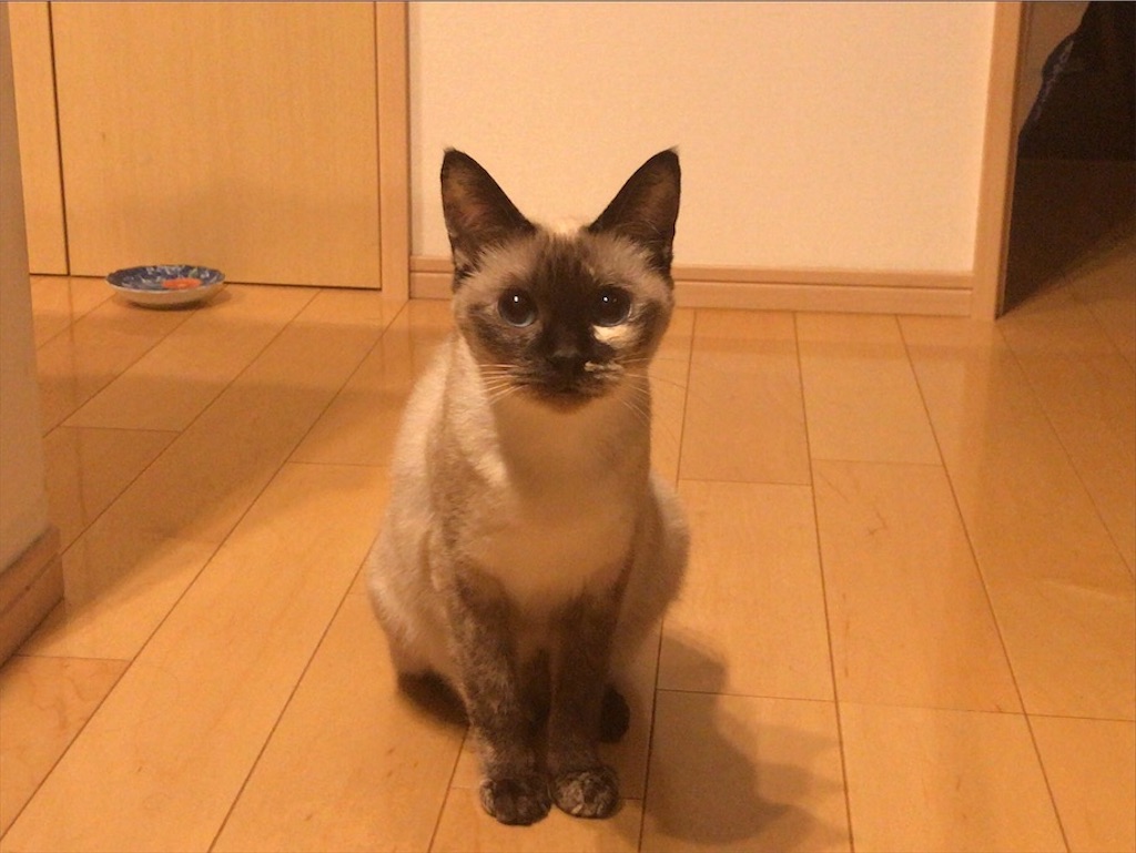 f:id:aporon2:20201023221731j:image