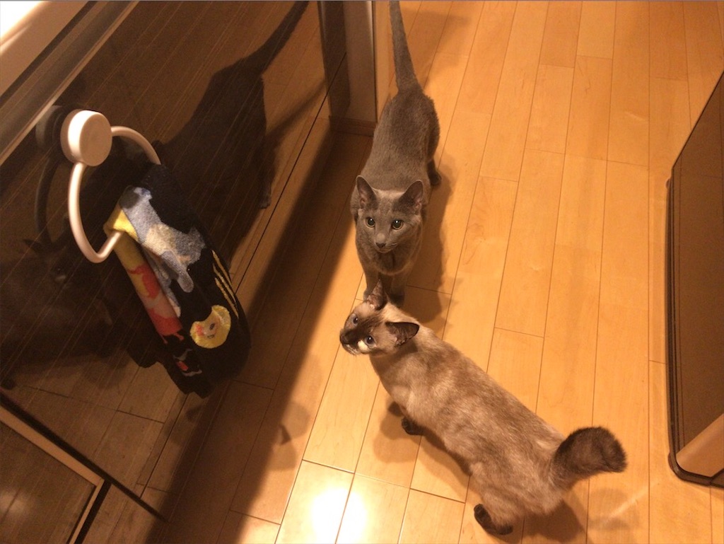 f:id:aporon2:20201023221748j:image