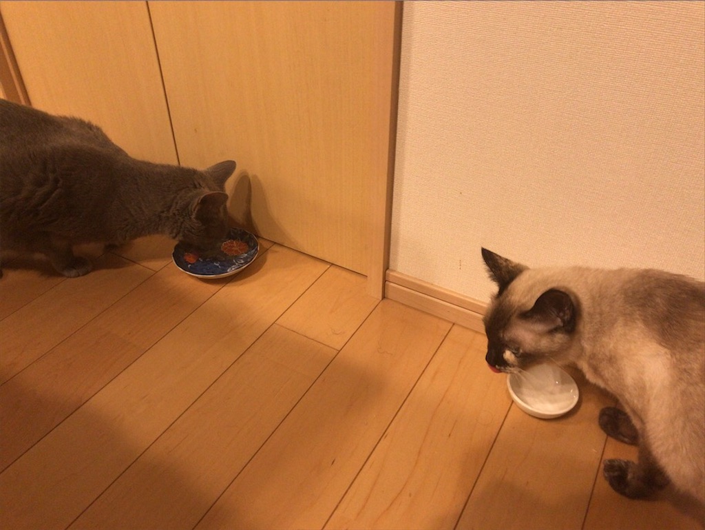 f:id:aporon2:20201023221753j:image