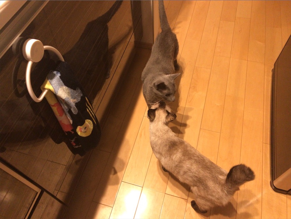 f:id:aporon2:20201023221756j:image