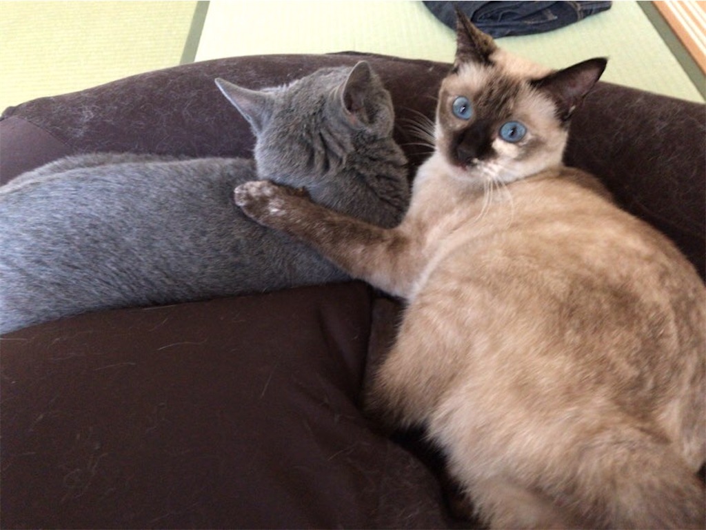 f:id:aporon2:20201128171259j:image