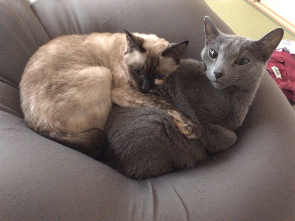 f:id:aporon2:20201128171307j:image