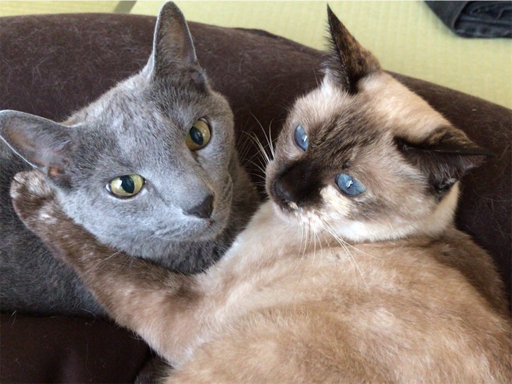 f:id:aporon2:20201128171310j:image