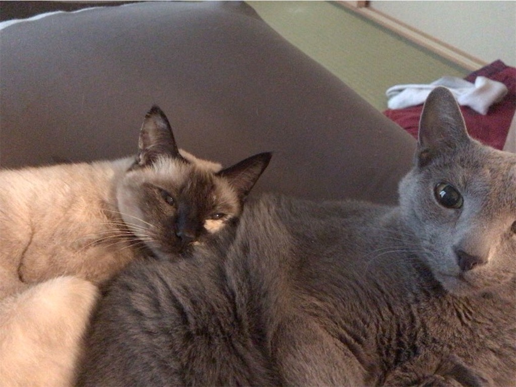 f:id:aporon2:20201128171313j:image