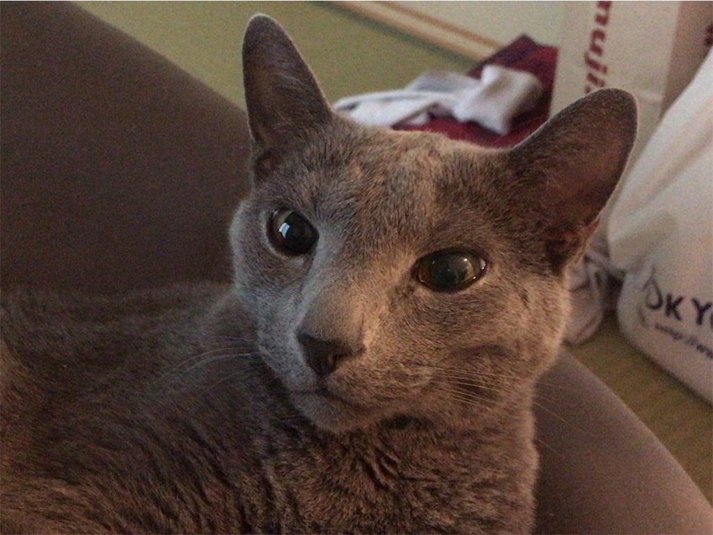 f:id:aporon2:20201128171317j:image