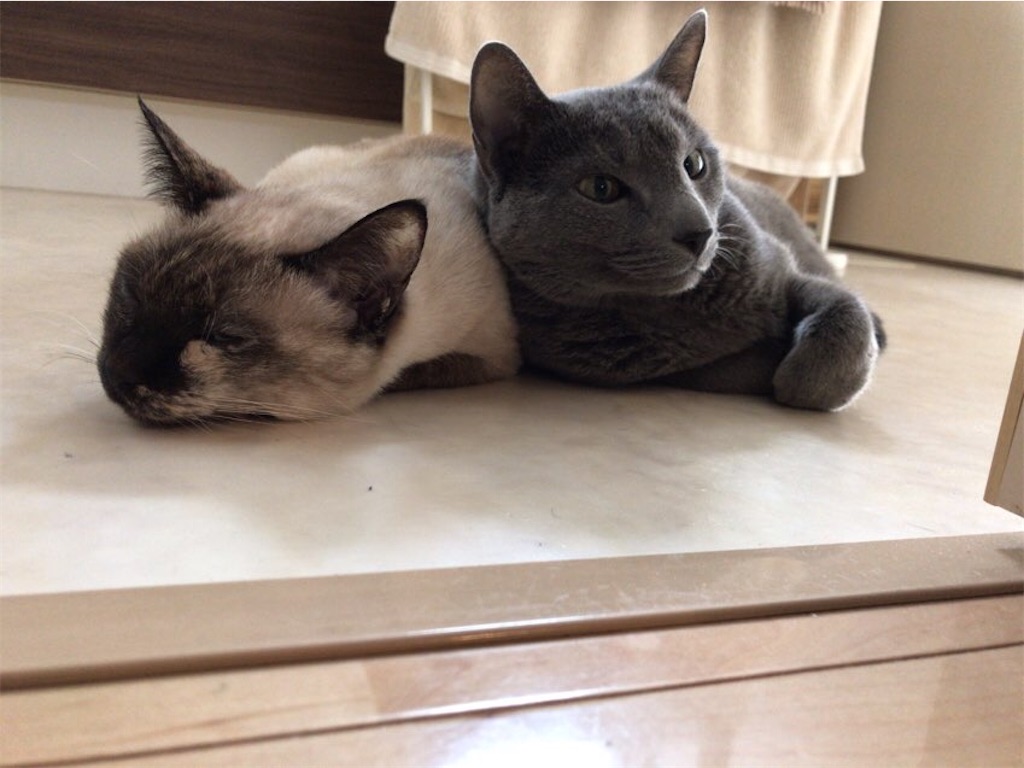 f:id:aporon2:20210113124203j:image f:id:aporon2:20210113124203j:image