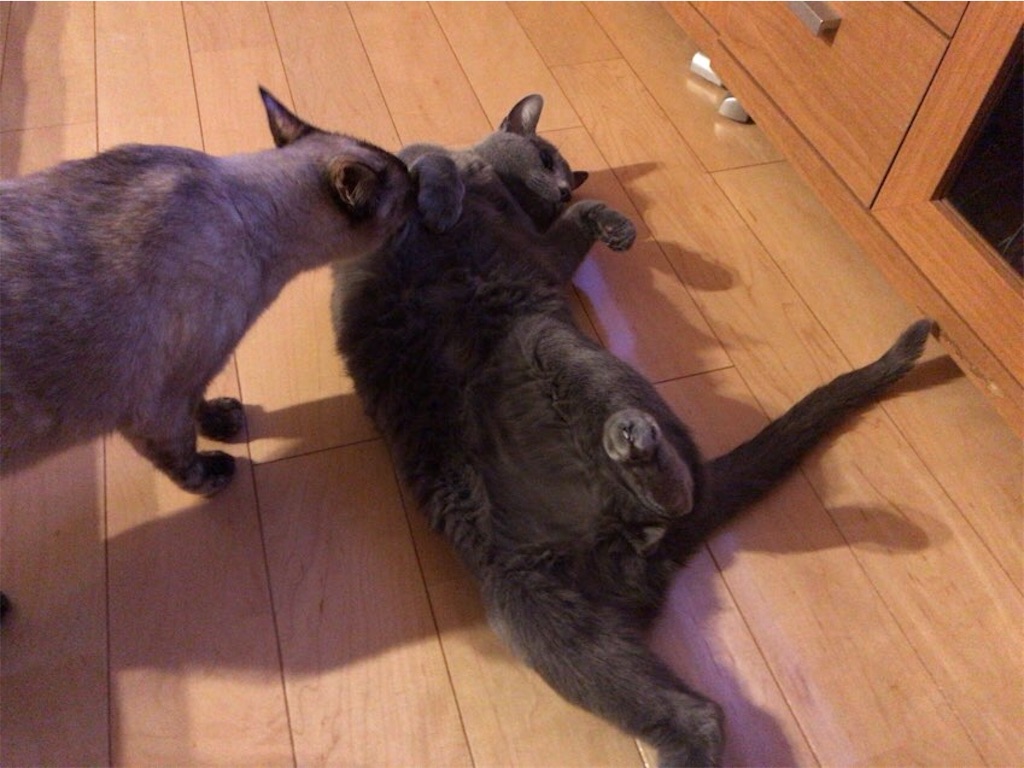 f:id:aporon2:20210113124209j:image f:id:aporon2:20210113124209j:image