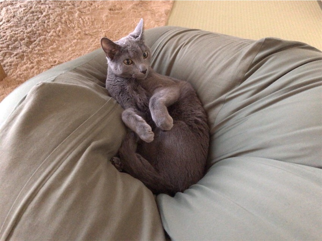 f:id:aporon2:20210113124220j:image f:id:aporon2:20210113124220j:image