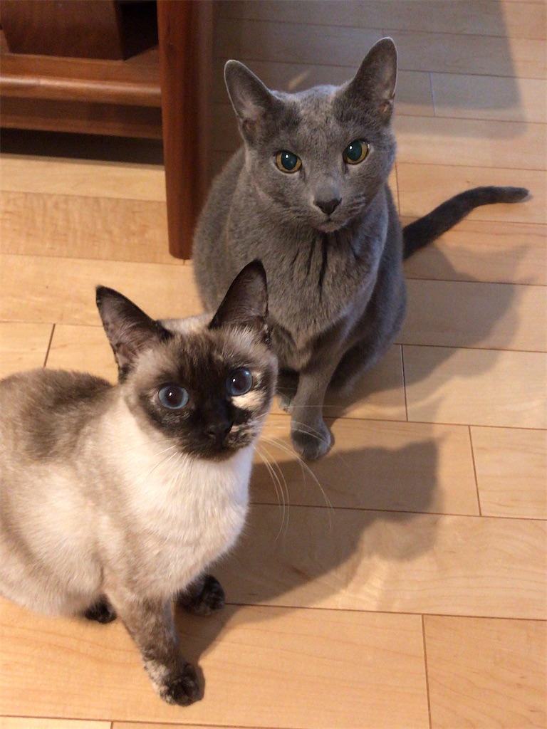 f:id:aporon2:20210113124810j:image f:id:aporon2:20210113124810j:image