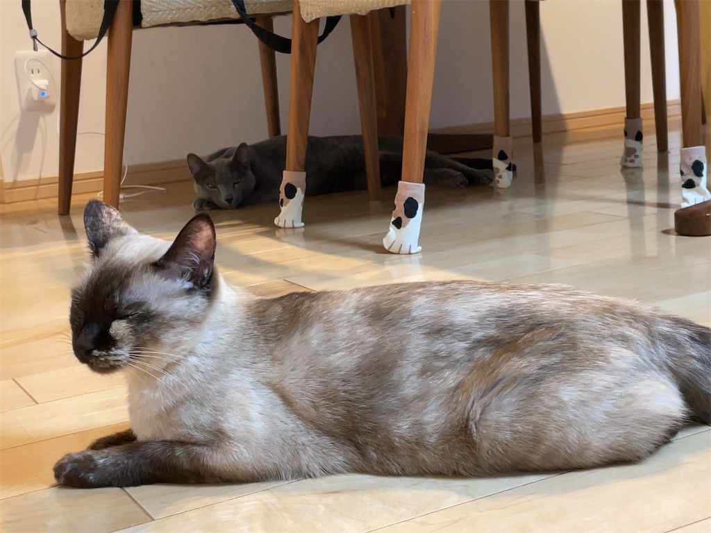 f:id:aporon2:20211231200743j:image