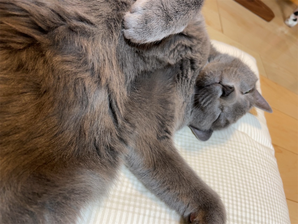 f:id:aporon2:20220501151827j:image