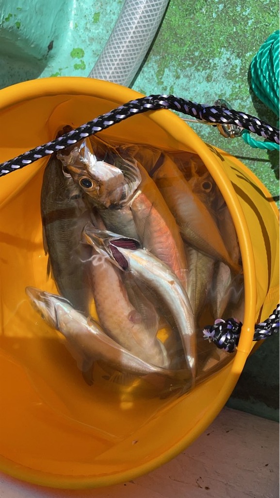 f:id:aporon2:20220613124310j:image