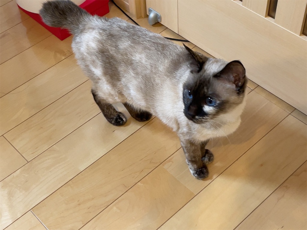 f:id:aporon2:20230103201713j:image