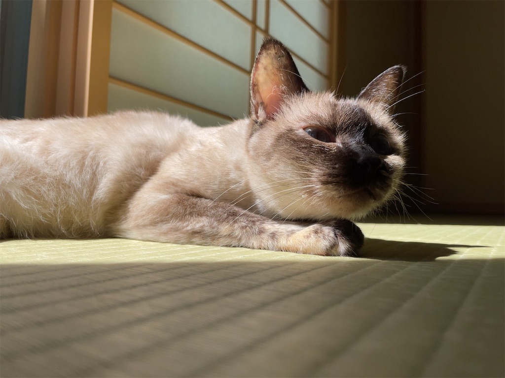 f:id:aporon2:20230103214448j:image f:id:aporon2:20230103214448j:image