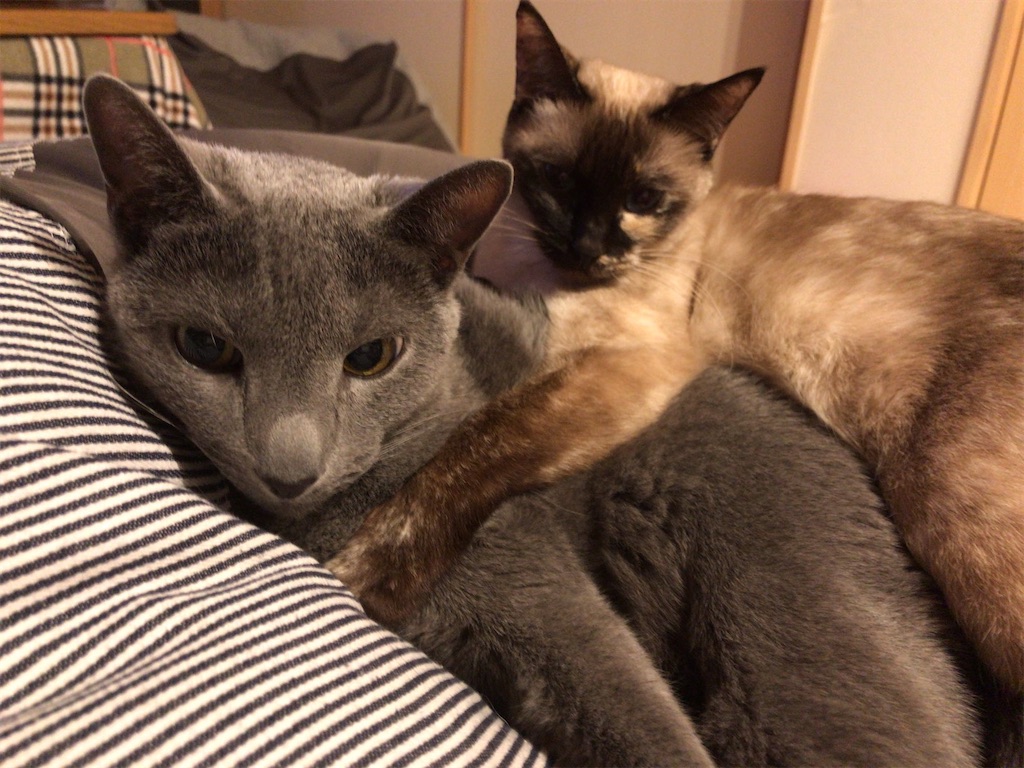 f:id:aporon2:20230103214453j:image f:id:aporon2:20230103214453j:image