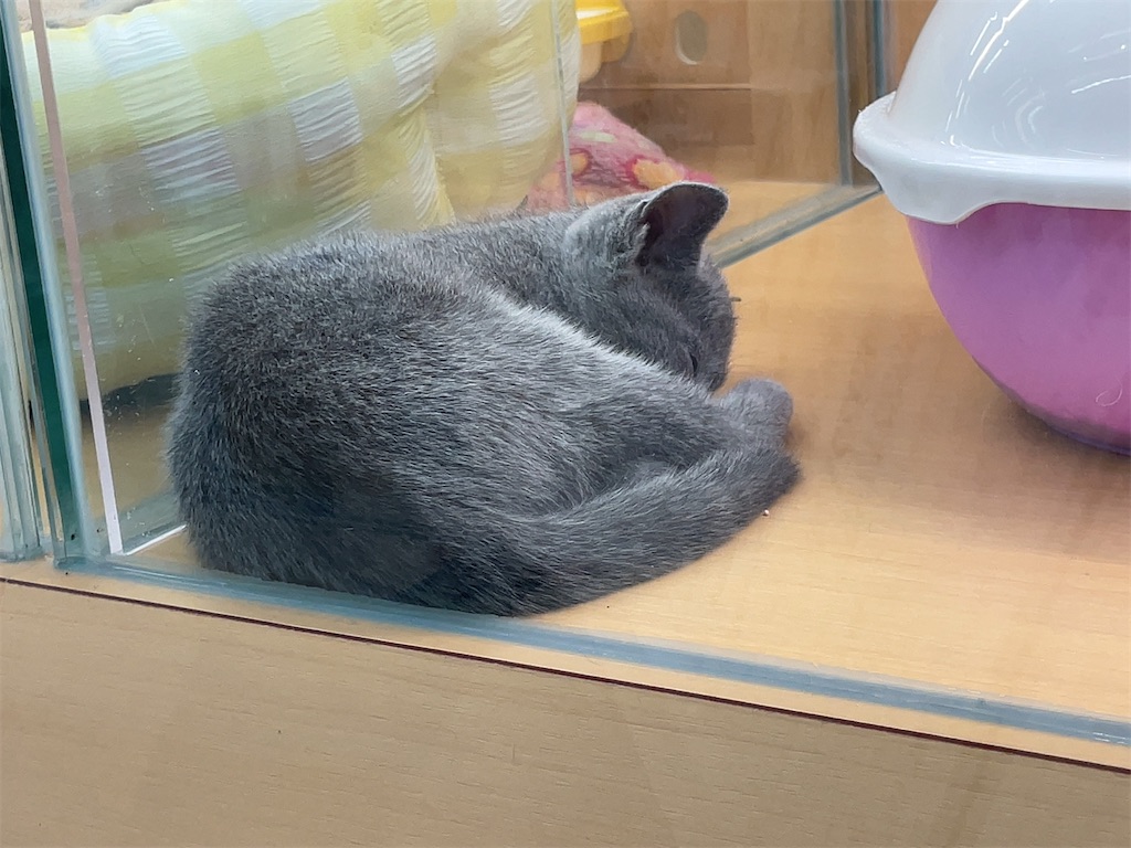 f:id:aporon2:20230119130134j:image