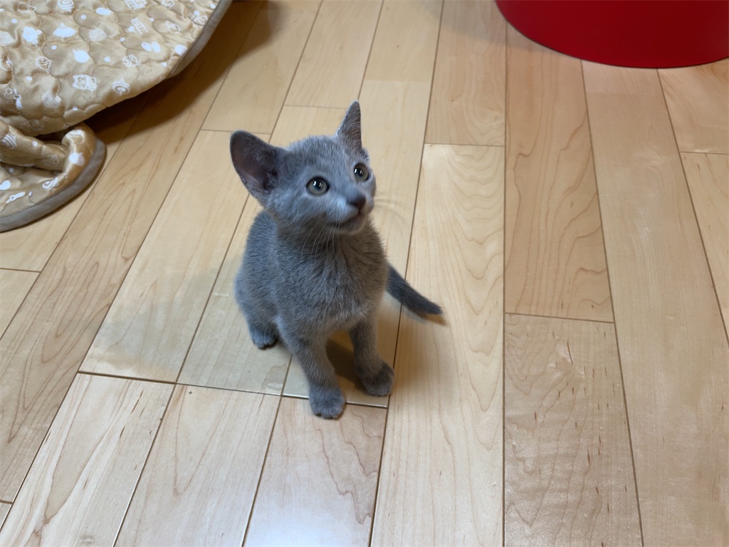 f:id:aporon2:20230126171515j:image