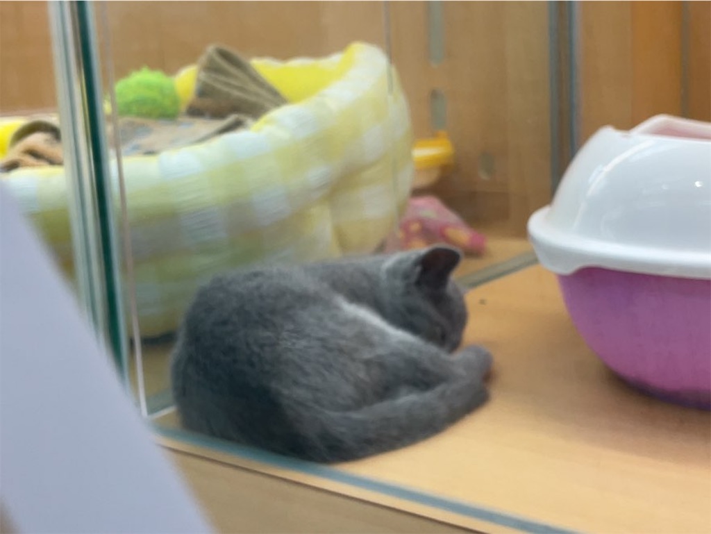 f:id:aporon2:20230214180851j:image f:id:aporon2:20230214180851j:image