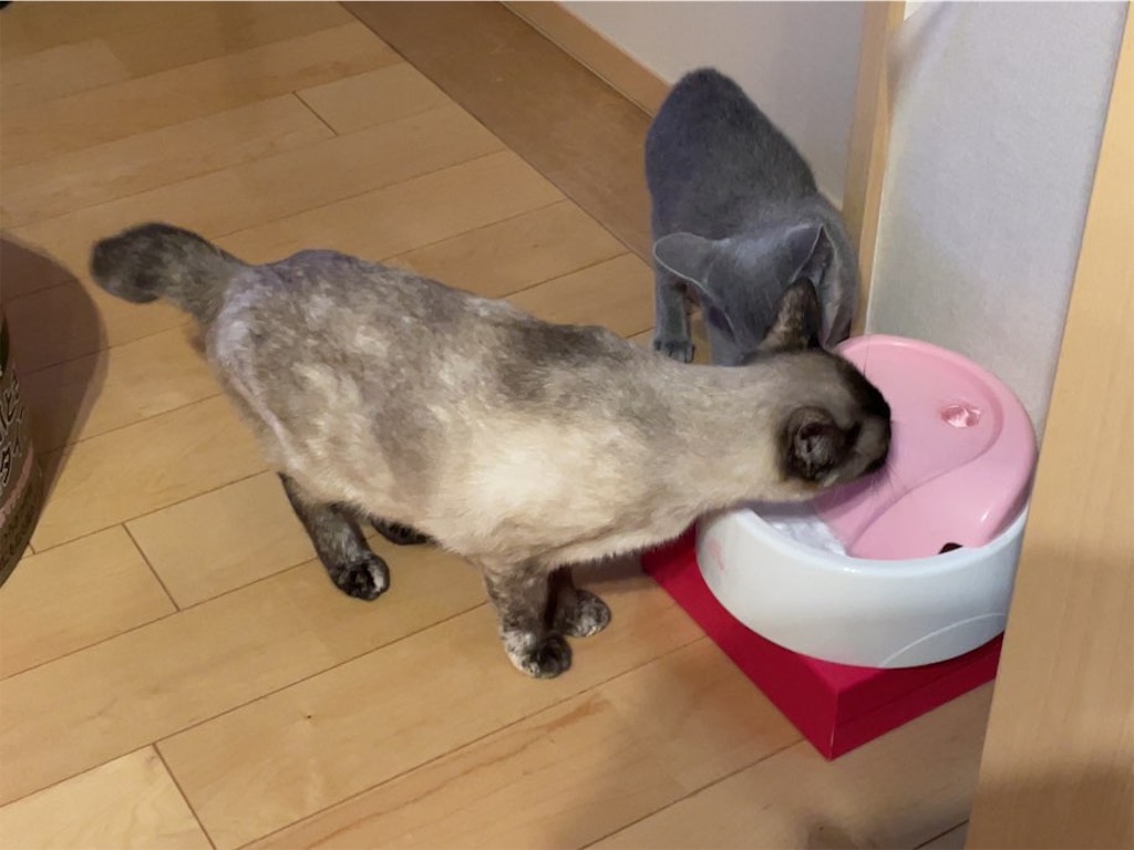 f:id:aporon2:20230412123344j:image