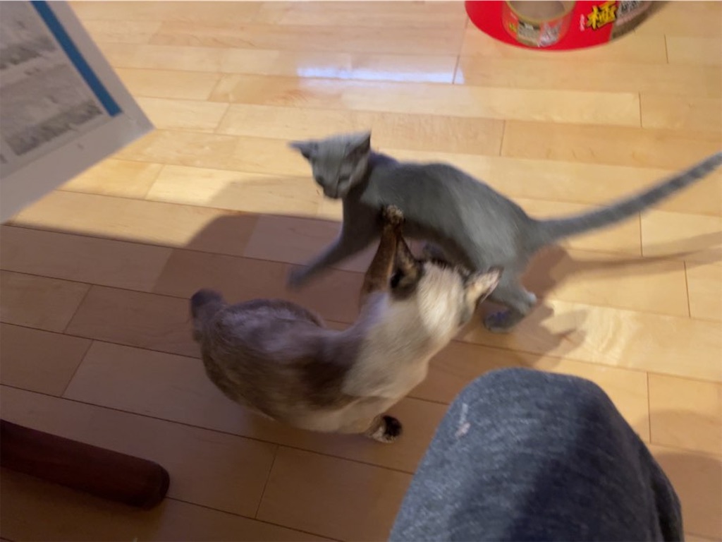 f:id:aporon2:20230412123353j:image