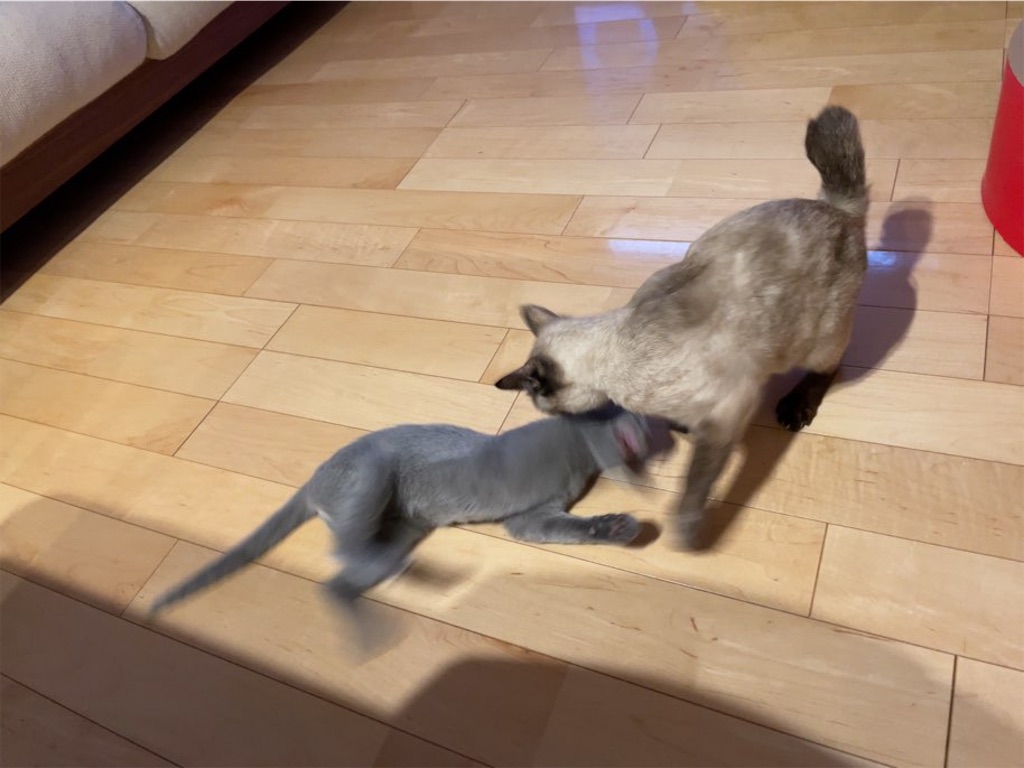 f:id:aporon2:20230412123400j:image