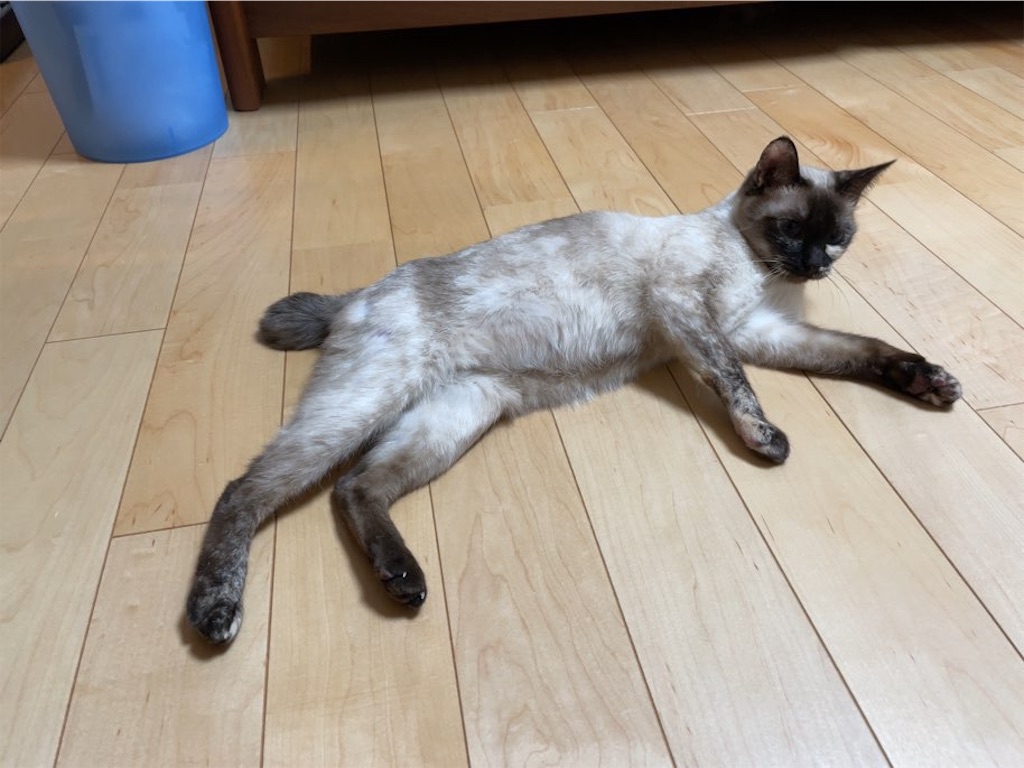 f:id:aporon2:20230412123403j:image