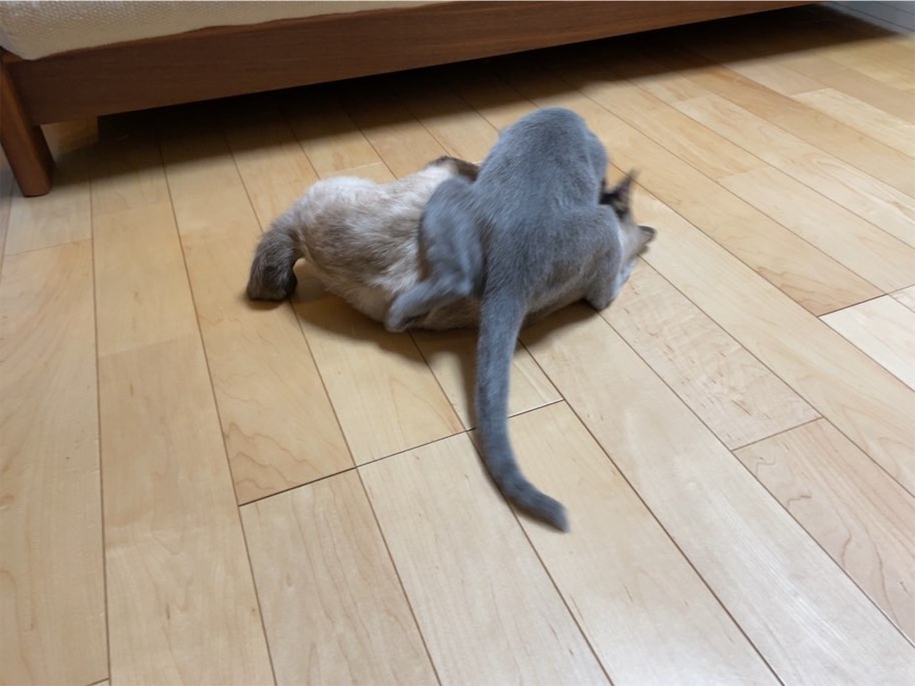 f:id:aporon2:20230412123618j:image