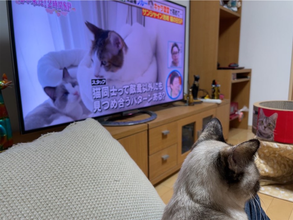 f:id:aporon2:20230412125548j:image