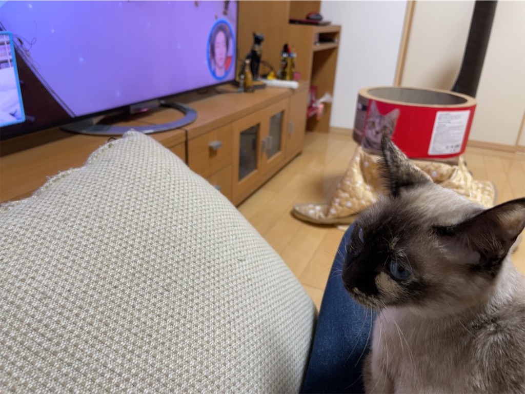 f:id:aporon2:20230412125552j:image